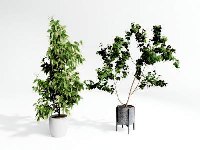 现代植物盆栽多叶植物盆景