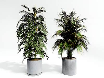 现代植物盆栽绿竹植物