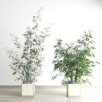 现代植物盆栽竹子盆景