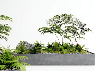 现代植物盆栽蕨类盆景