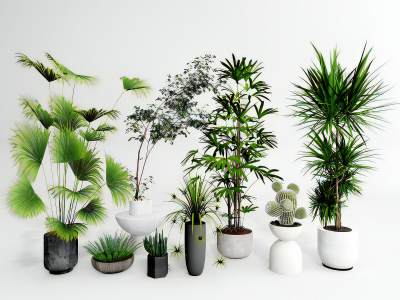 现代植物盆栽组合盆景