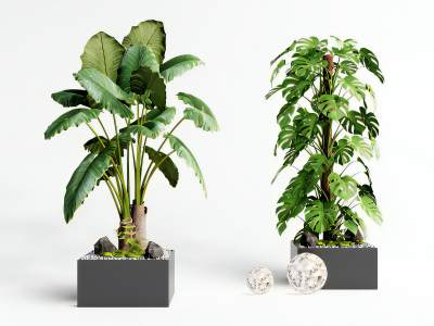 现代植物盆栽