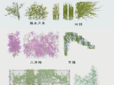 现代爬藤植物