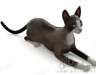 现代猫3D模型下载