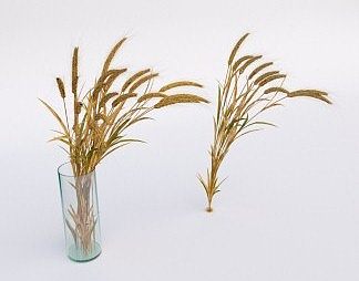 现代植物3D模型下载