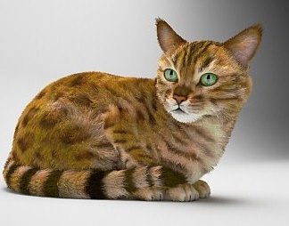 现代猫3D模型下载