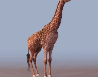 现代长颈鹿3D模型下载