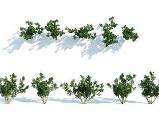 现代灌木3D模型下载