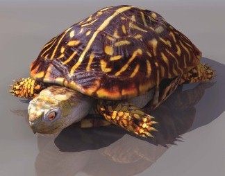 现代乌龟3D模型下载