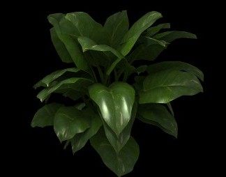 现代植物3D模型下载