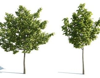 现代树3D模型下载