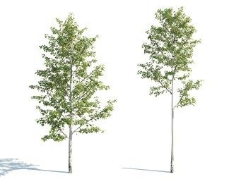 现代树3D模型下载