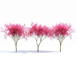 现代樱花树3D模型下载