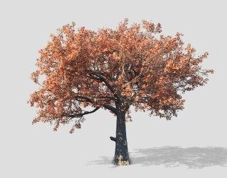 现代枫树3D模型下载