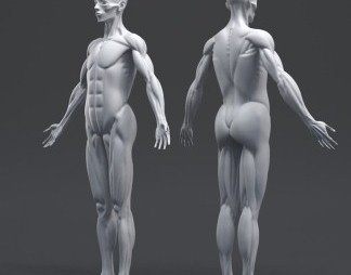 现代人体模型3D模型下载