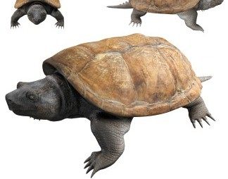 现代乌龟3D模型下载