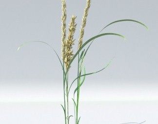 现代麦子3D模型下载
