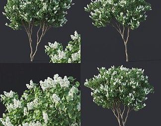 现代花树3D模型下载