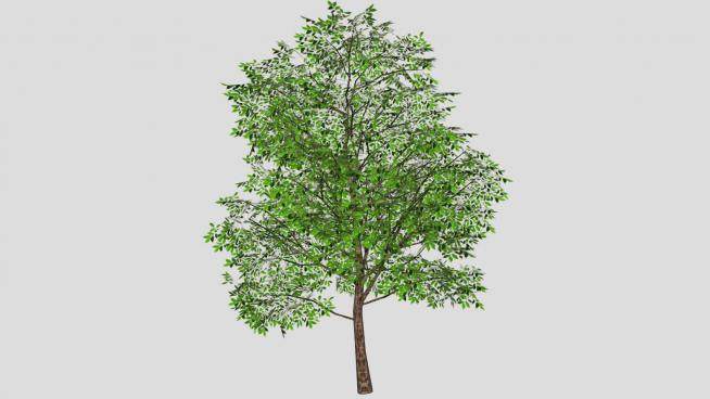 茂密的树SU模型下载_sketchup草图大师SKP模型