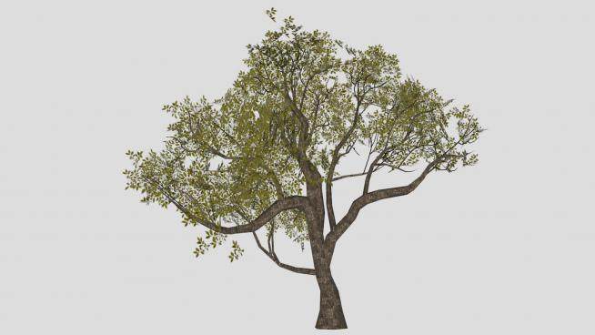 茂密的树木SU模型下载_sketchup草图大师SKP模型