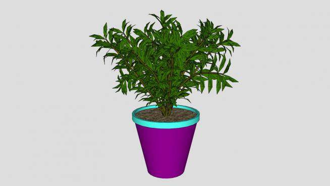 紫色花盆盆栽植物SU模型下载_sketchup草图大师SKP模型