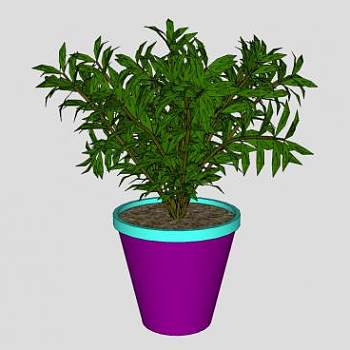 紫色花盆盆栽植物SU模型下载_sketchup草图大师SKP模型