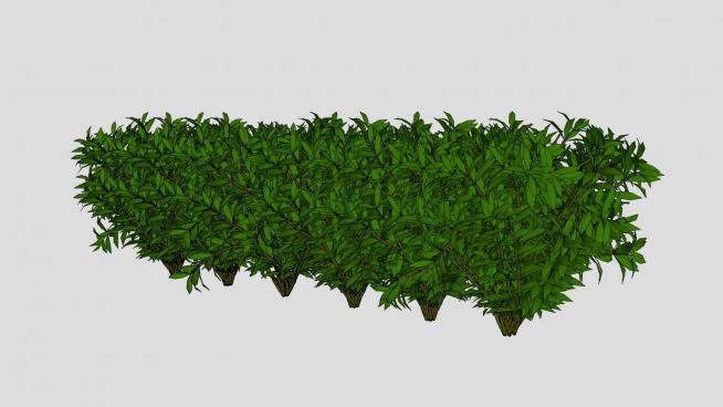 灌木植物绿化带SU模型下载_sketchup草图大师SKP模型