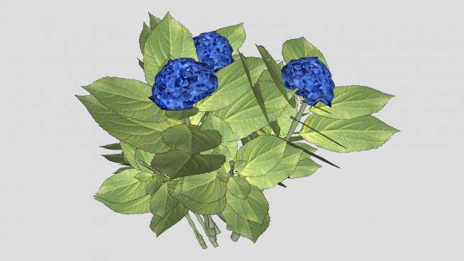 蓝色大叶绣球花植物SU模型下载_sketchup草图大师SKP模型