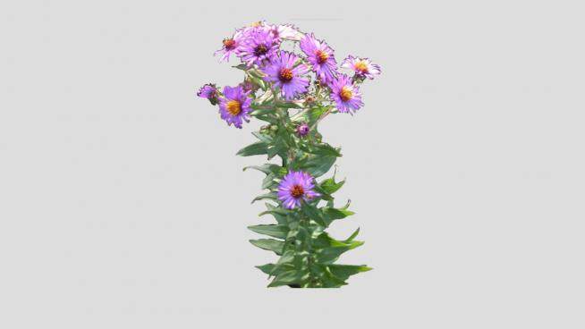 2D美国紫菀植物SU模型下载_sketchup草图大师SKP模型
