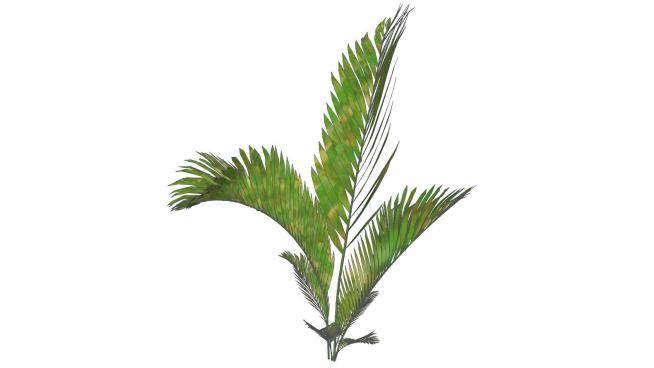 棕榈叶植物sketchup模型下载_sketchup草图大师SKP模型