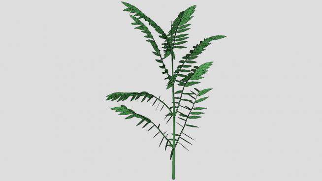 热带蕨类植物SU模型下载_sketchup草图大师SKP模型