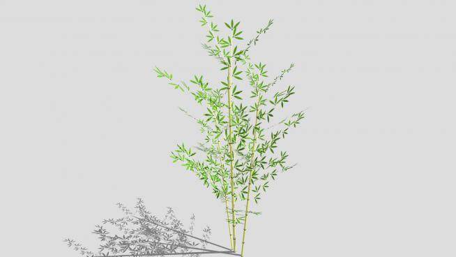 竹类植物SU模型下载_sketchup草图大师SKP模型