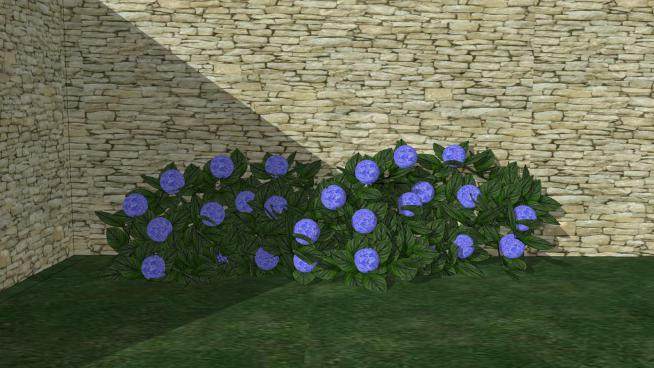 庭院中的紫色绣球花SU模型下载_sketchup草图大师SKP模型