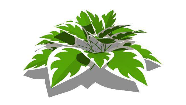 白绿色玉簪属植物SU模型下载_sketchup草图大师SKP模型