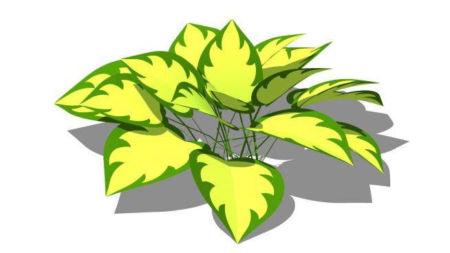 黄绿色玉簪草本植物SU模型下载_sketchup草图大师SKP模型