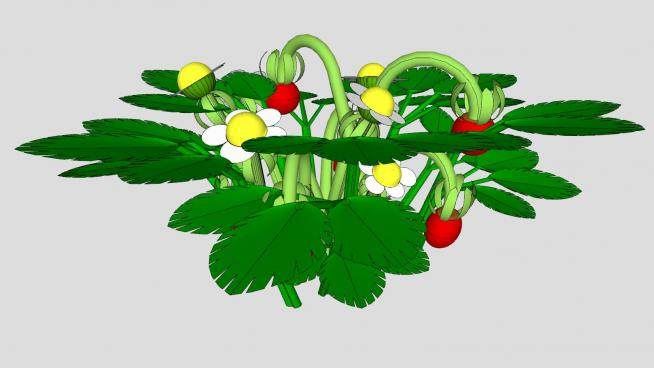 简易野草莓植物SU模型下载_sketchup草图大师SKP模型