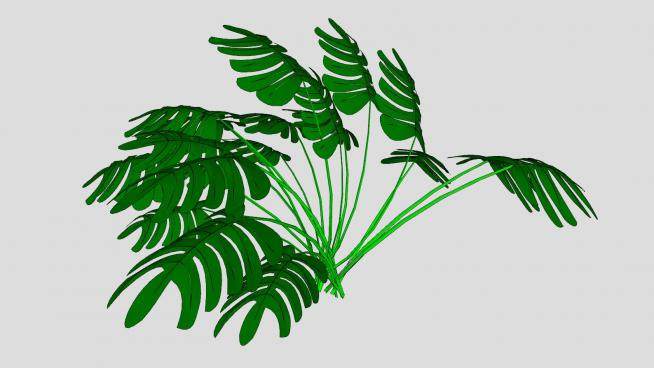 常绿观赏植物SU模型下载_sketchup草图大师SKP模型