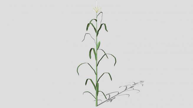 玉米植物SU模型下载_sketchup草图大师SKP模型