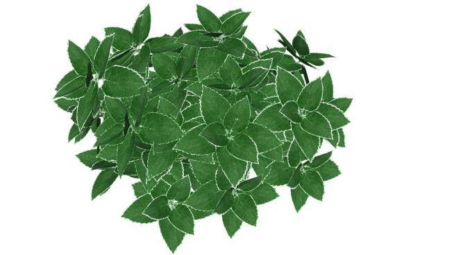 绿色的灌木植物SU模型下载_sketchup草图大师SKP模型