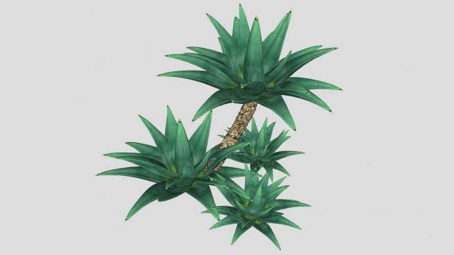3D龙舌兰植物SU模型下载_sketchup草图大师SKP模型