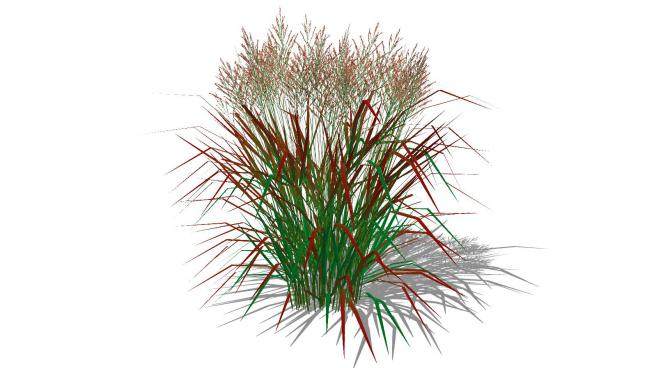 禾本植物sketchup模型下载_sketchup草图大师SKP模型