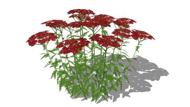 红色蓍属植物SU模型下载_sketchup草图大师SKP模型