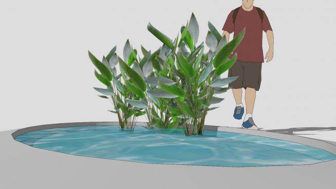 水生植物sketchup模型下载_sketchup草图大师SKP模型