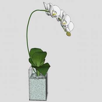 蝴蝶兰盆栽植物SU模型下载_sketchup草图大师SKP模型