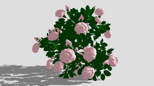 粉玫瑰植物SU模型下载_sketchup草图大师SKP模型