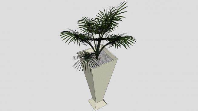 高花盆棕榈植物SU模型下载_sketchup草图大师SKP模型