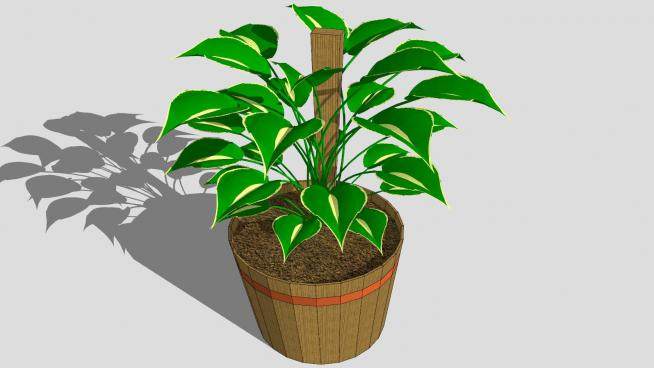 木盆栽植物sketchup模型下载_sketchup草图大师SKP模型