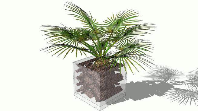 现代棕榈盆景SU模型下载_sketchup草图大师SKP模型