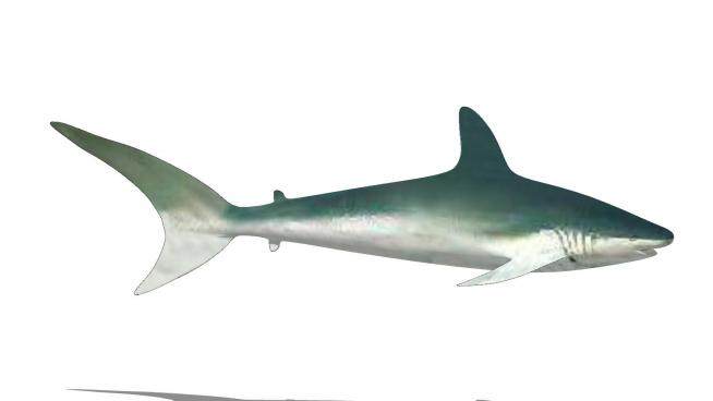 现代鲨鱼SU模型下载_sketchup草图大师SKP模型
