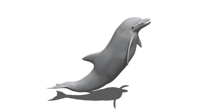 鲸类海豚SU模型下载_sketchup草图大师SKP模型